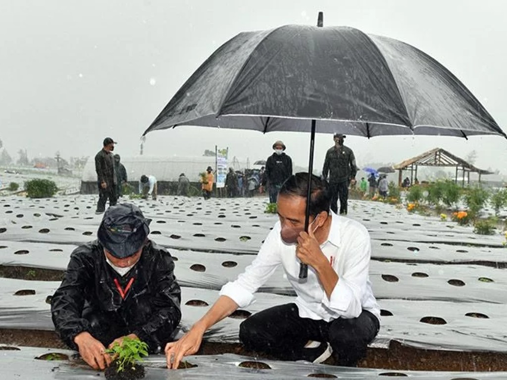 Presiden Jokowi Tanam Cabai Saat Hujan Guyur Wonosobo