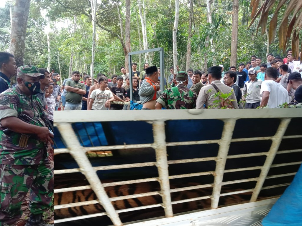 Sebulan Berkonflik dengan Warga Palas, Harimau Sumatera Masuk Perangkap