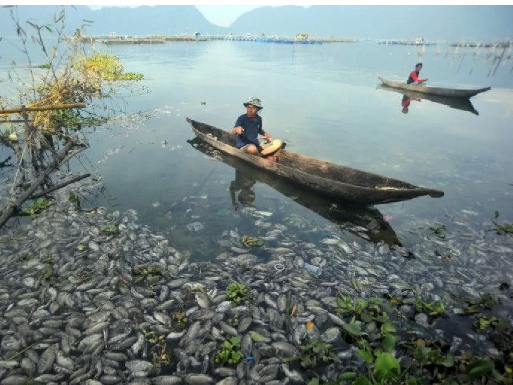 Kematian Massal Ikan Menimbulkan Polusi Udara di Danau Maninjau