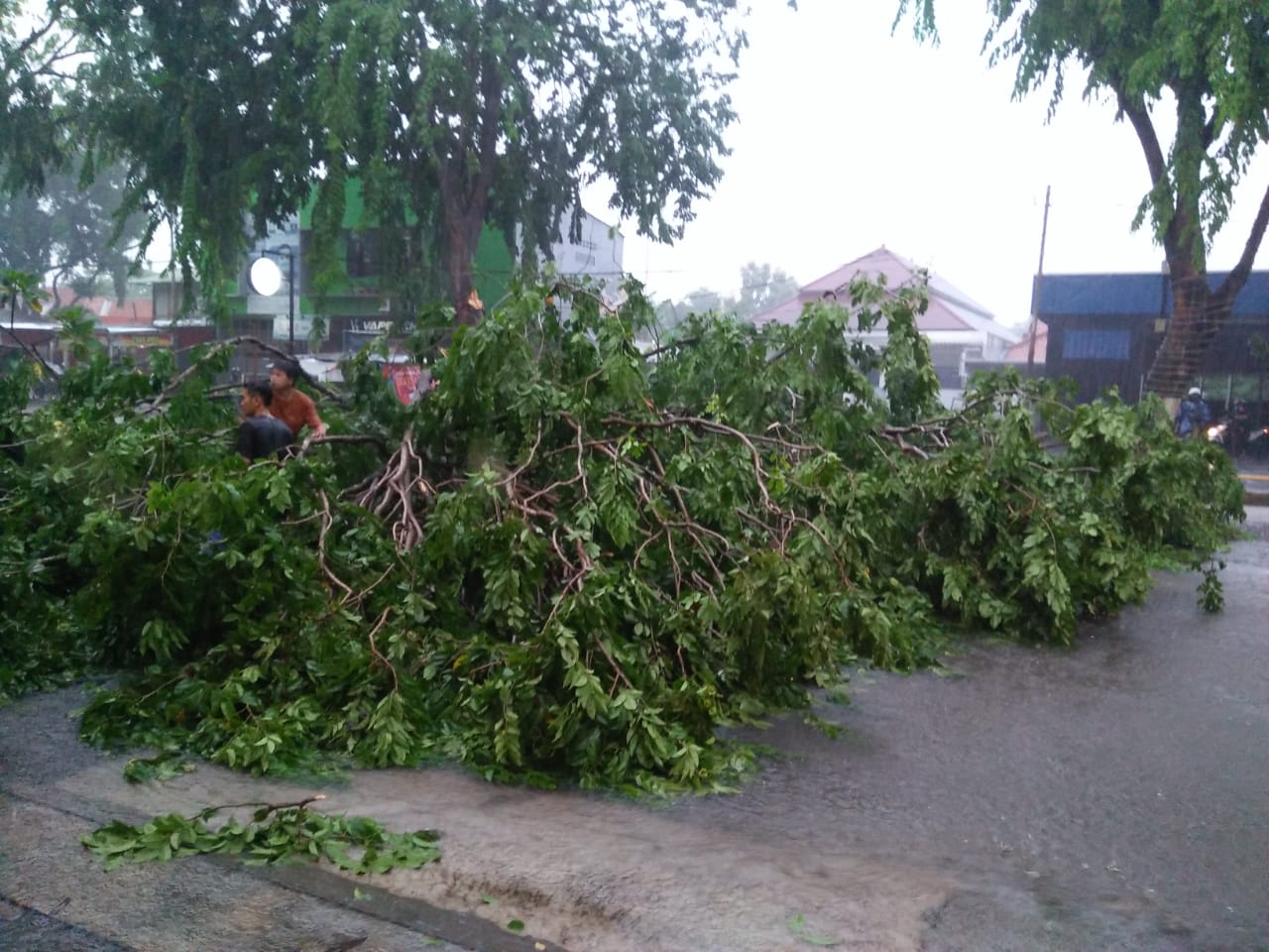 Hujan Angin Melanda Kota Cirebon, Satu Ojol Tertimpa Pohon Tumbang