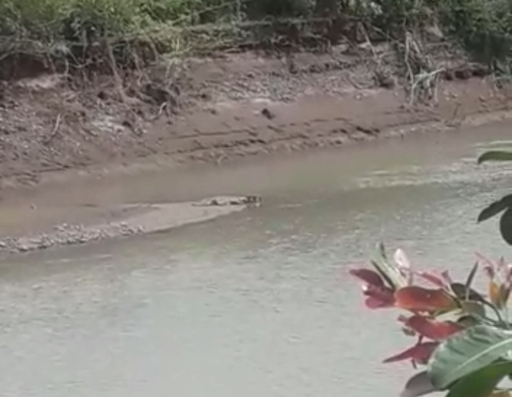 Buaya Sepanjang 2 Meter Sering Berjemur di Pinggir Sungai Kalukku Mamuju