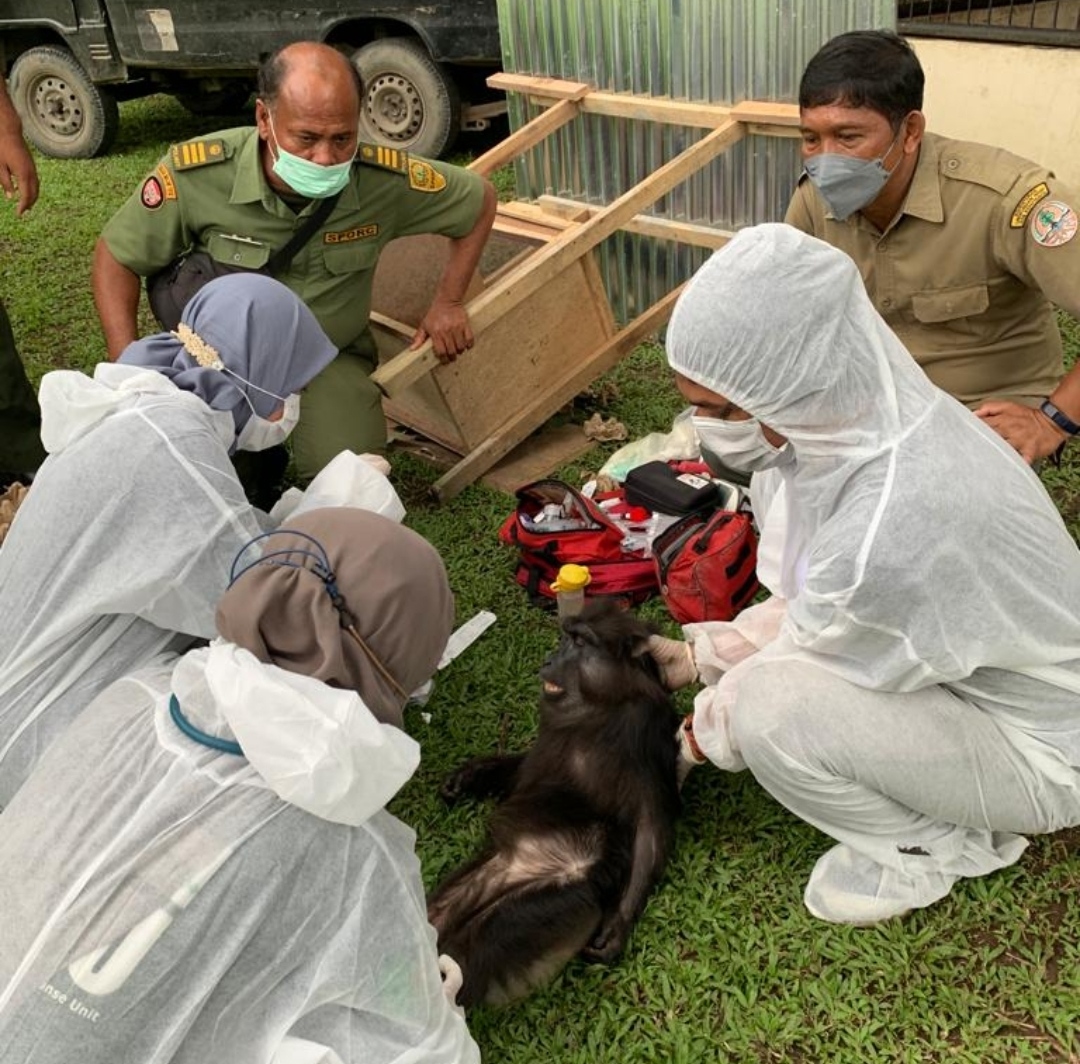Kasus Orangutan di Rumah Bupati Langkat Nonaktif Masuk SPDP 