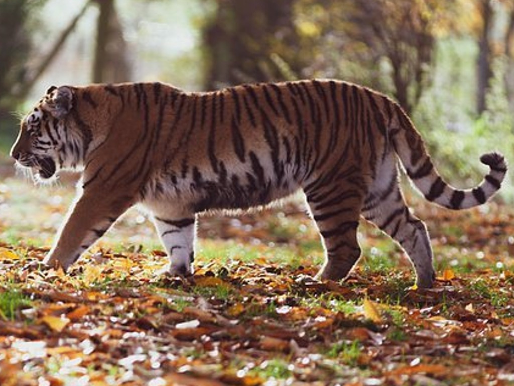 Warga Aceh Diserang Harimau Sumatera saat Sedang Panen Sawit di Kebunnya