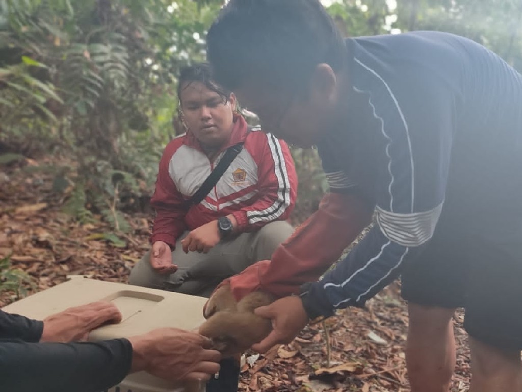 Dua Ekor Kukang Dilepasliarkan di Kawasan TNGL Langkat 