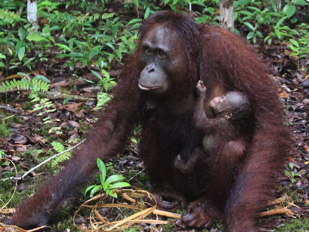 Bayi Orangutan ke-102 Lahir di Suaka Margasatwa Lamandau Kalteng 
