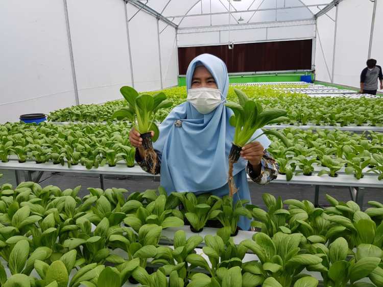 Belajar Pertanian Perkotaan di DKPPP Kota Cirebon 