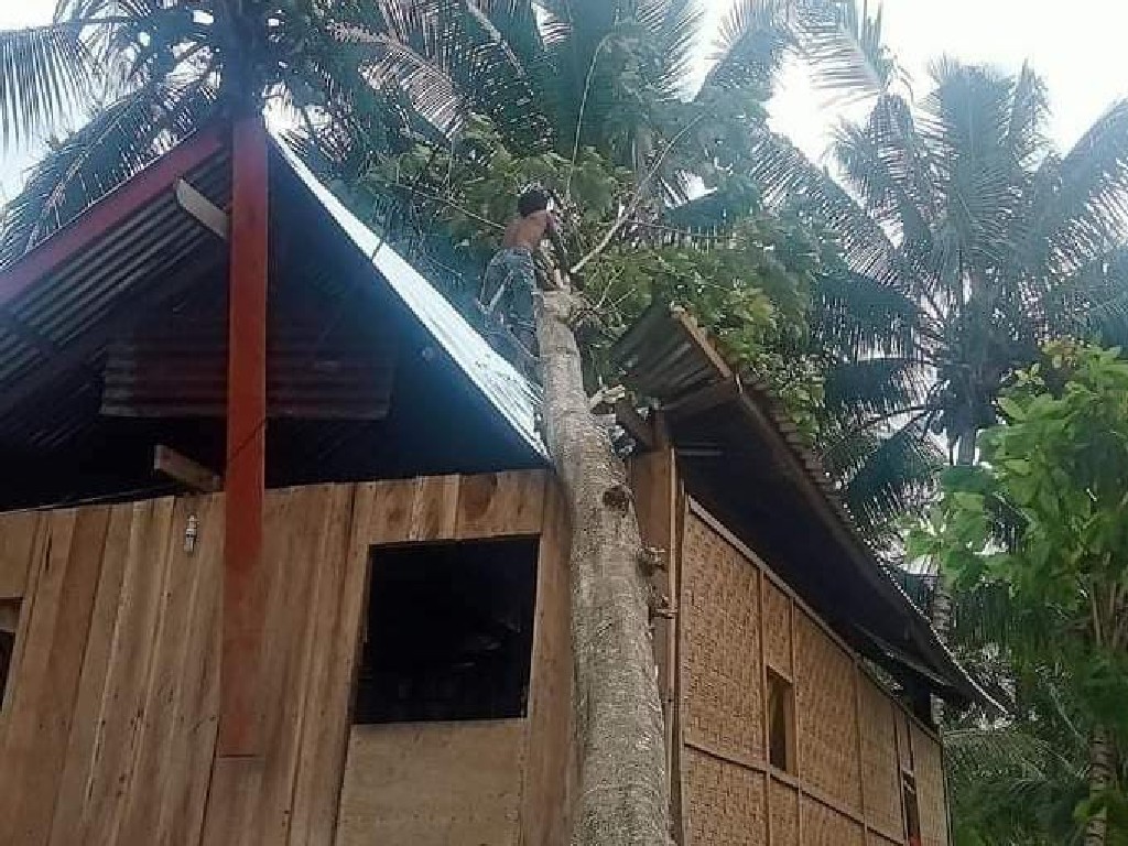 Akibat Angin Kencang, Rumah Warga di Polman Tertimpa Pohon