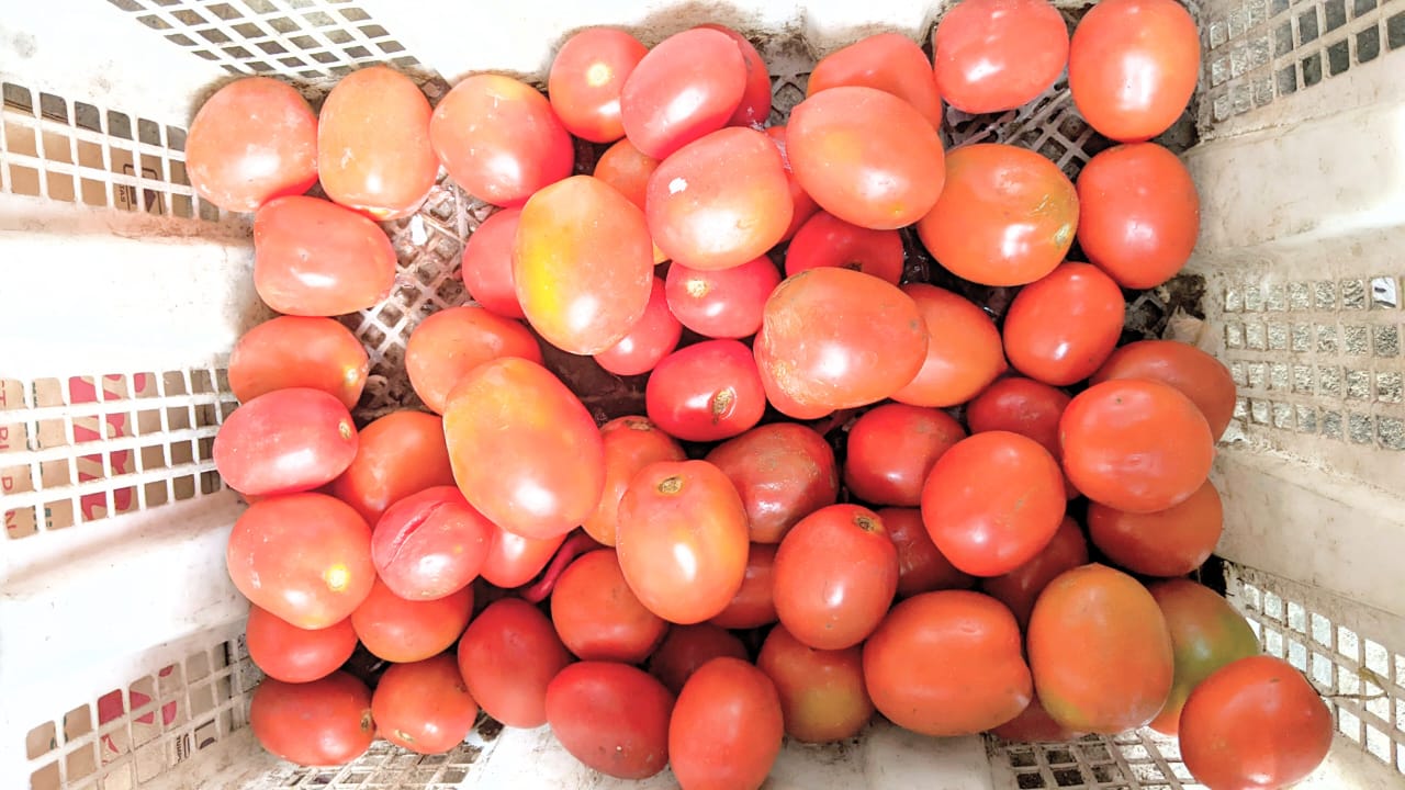 Harga Tomat di Abdya Meroket, Tembus Rp 17 Ribu Per Kilogramnya