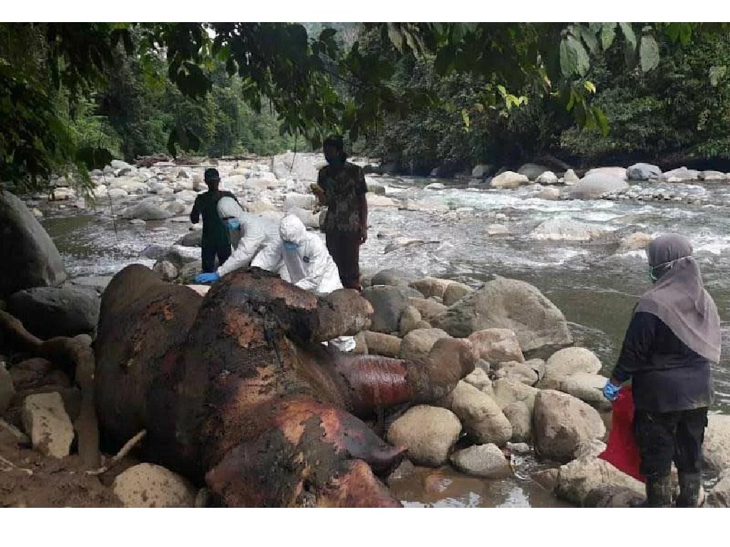 Satu Bangkai Gajah Sumatra Ditemukan di Aceh Utara