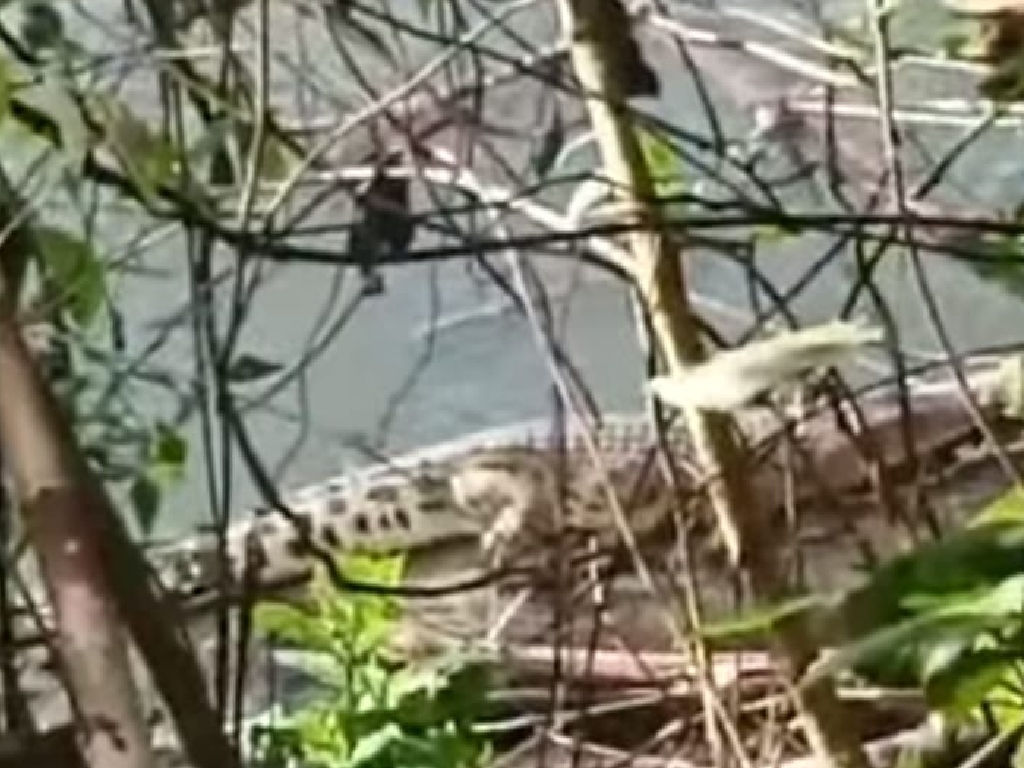 Warga Diimbau Jauhi Sungai Hau Mamasa Gegara Kemunculan Buaya Berukuran 3 Meter