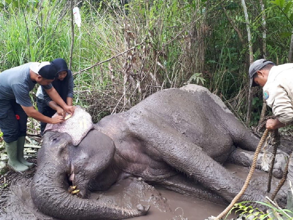 Sempat Dirawat Karena Infeksi di Perut, Seekor Gajah Sumatra Mati