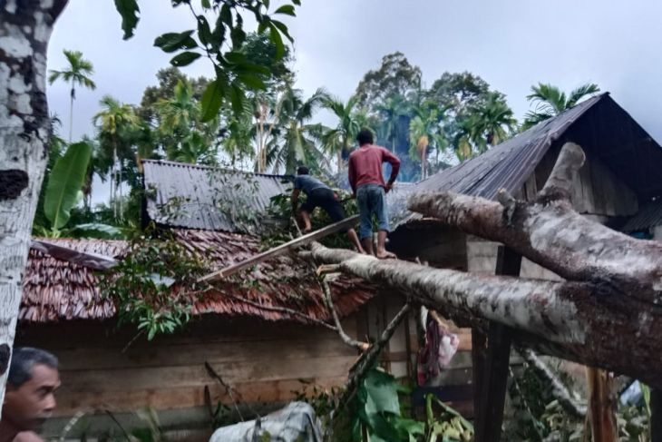 Akibat Cuaca Ektreme, Lima Rumah Warga Aceh Jaya Tertimpa Pohon