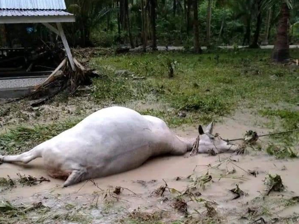 178 Ekor Ternak Mati Akibat Banjir Bandang di Banggai Sulawesi Tengah