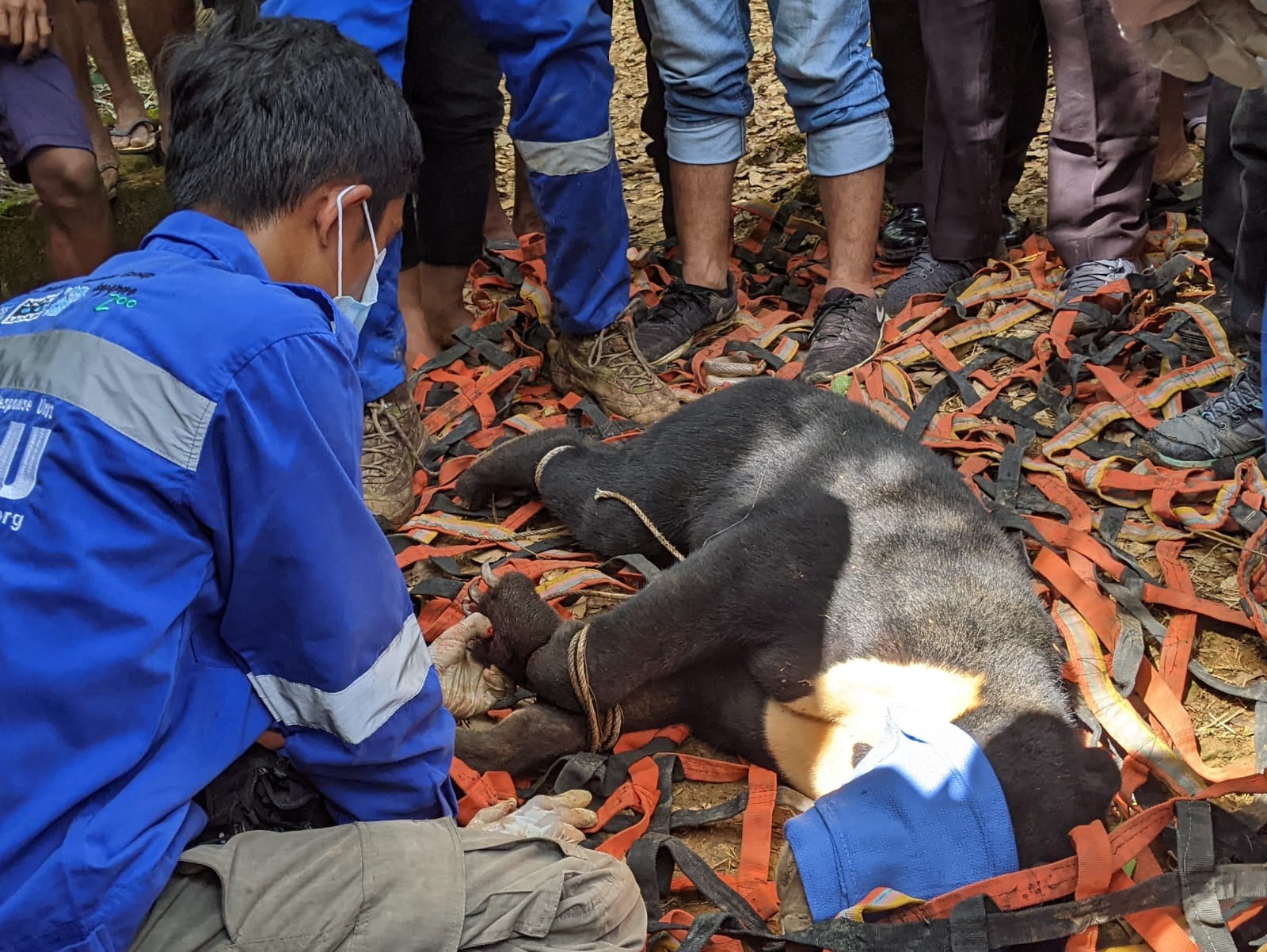 Rela Daki Gunung, Warga Aceh Dihebohkan Penampakan Beruang Madu
