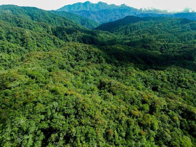 DPRD Sulbar Minta Dishut Aktif Lakukan Sidak Hutan, Cegah Pembalakan Liar