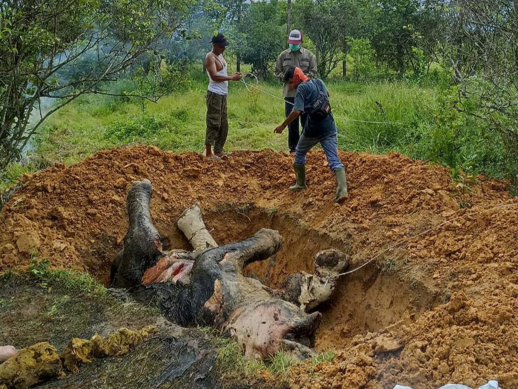 Dua Ekor Gajah Dewasa Ditemukan Mati di Langkat