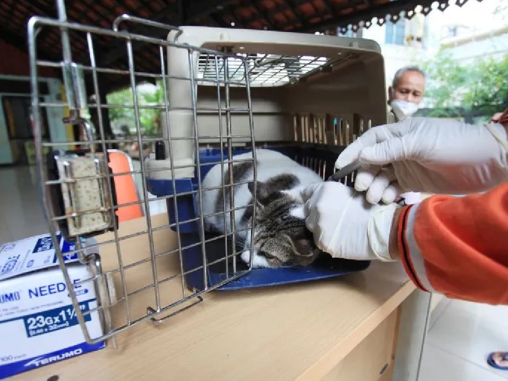 Pemkot Jakbar Suntik Vaksin Rabies Ribuan Binatang Peliharaan