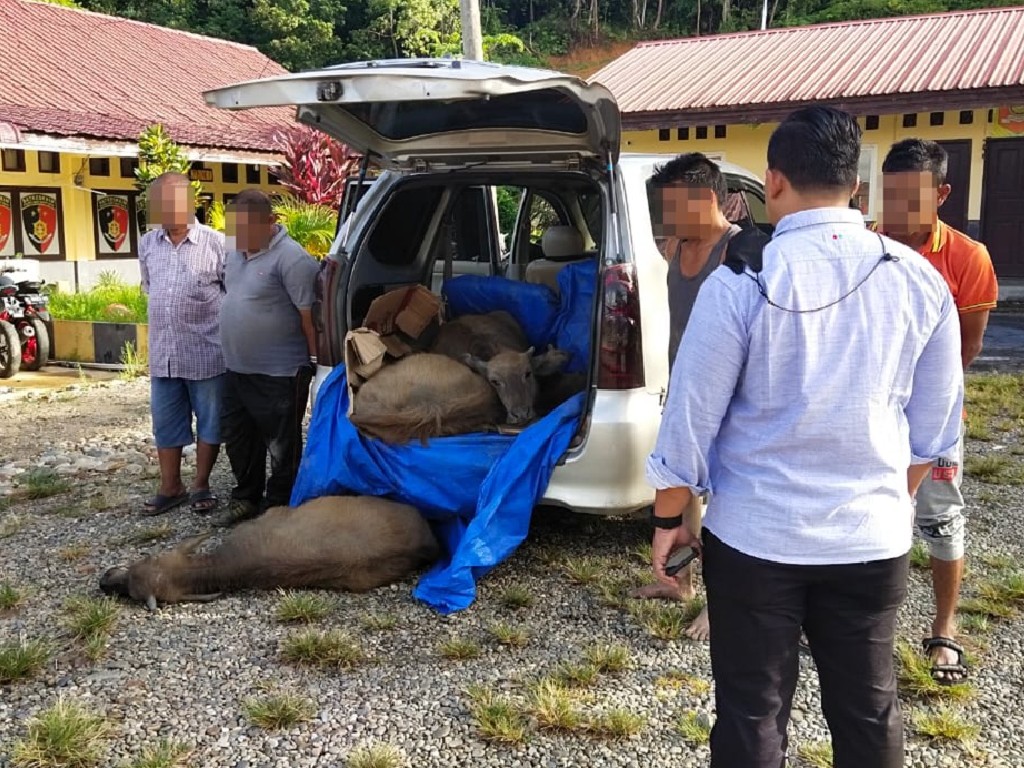 Polisi Abdya Tangkap Tim Pencuri Ternak, Incar Ternak Lintas Barat Selatan Aceh