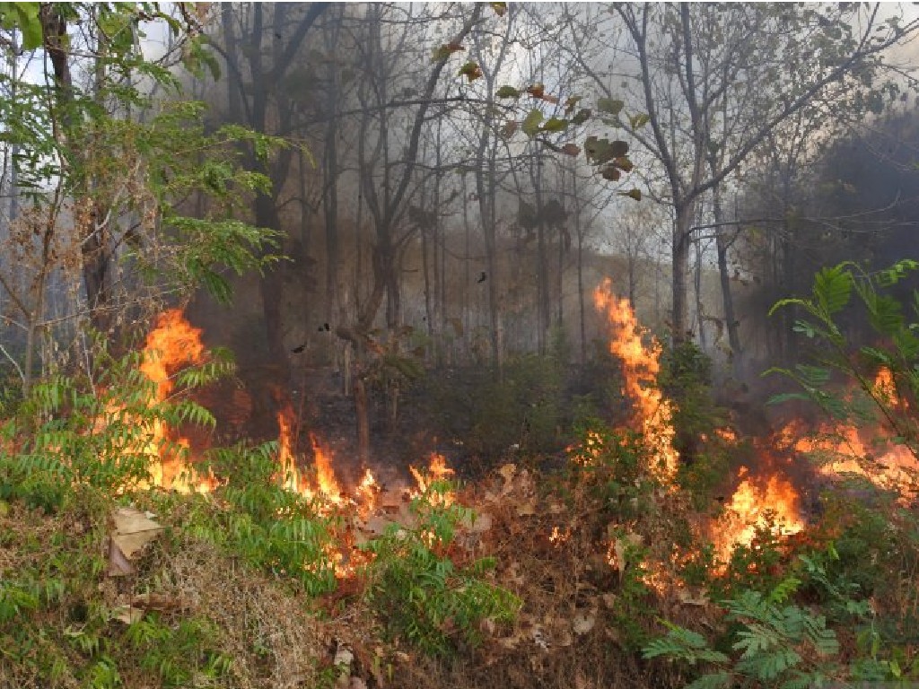 Lima Hektare Lahan di Aceh Terbakar di Tengah Kemarau