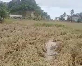 Akibat Banjir, Satu Hektare Sawah di Mamuju Gagal Panen