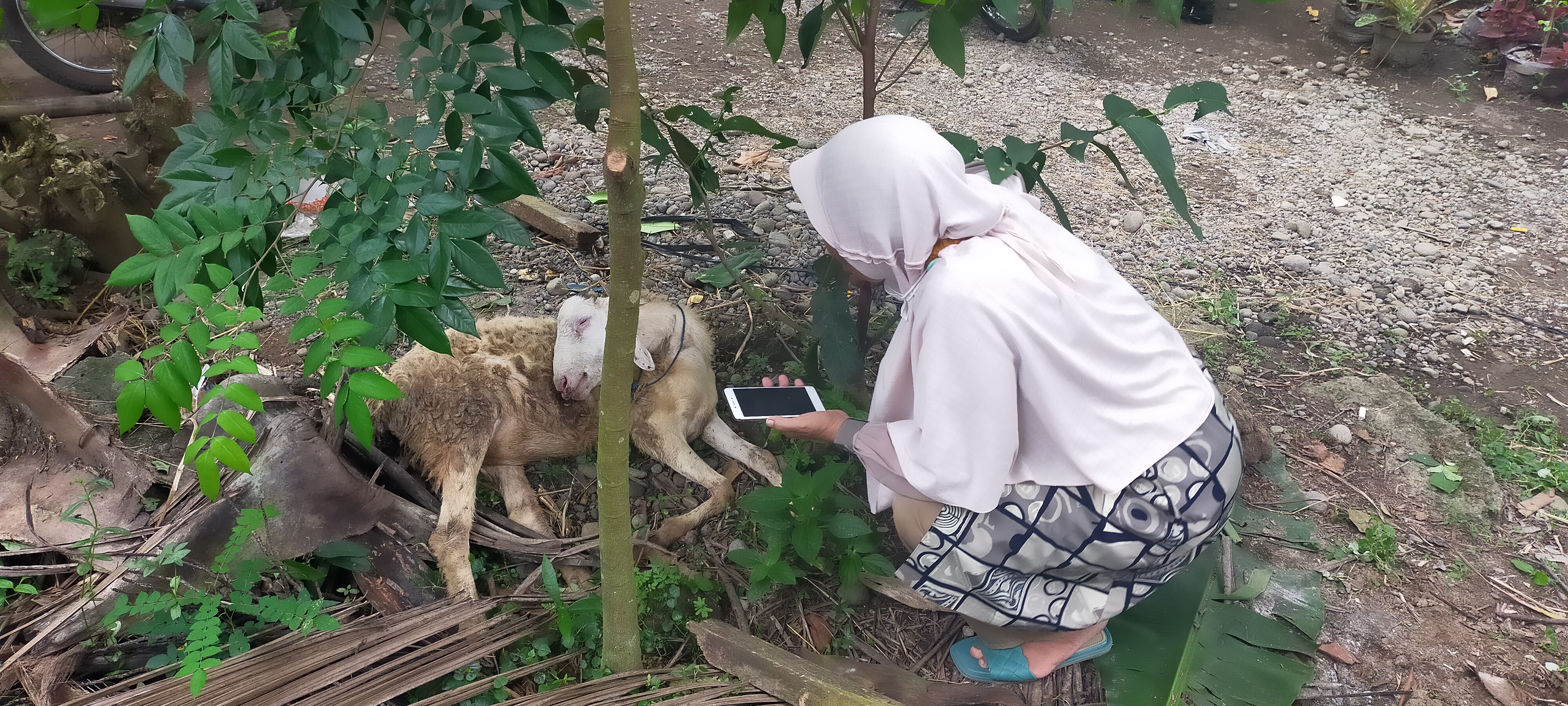 Seekor Domba di Kulon Progo Mati Terpapar PMK