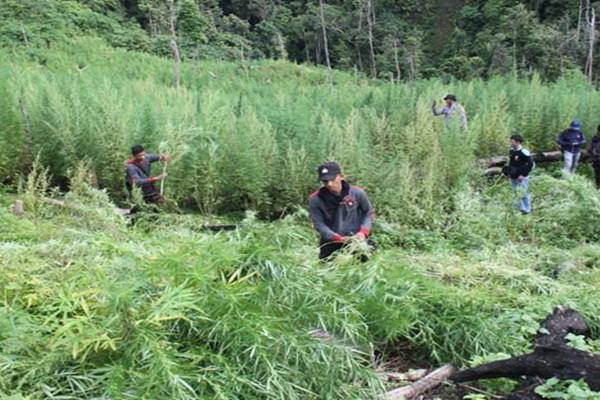 BNN Temukan Ladang Ganja Seluas 3,5 Hektare di Aceh, Tingginya Capai 2 meter