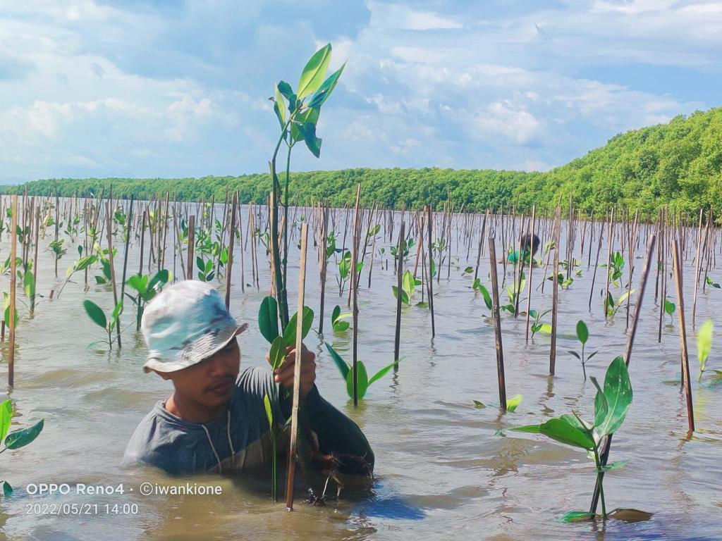 Pemprov Sulsel Tanam 39 Ribu Batang Mangrove di Desa Marannu Maros