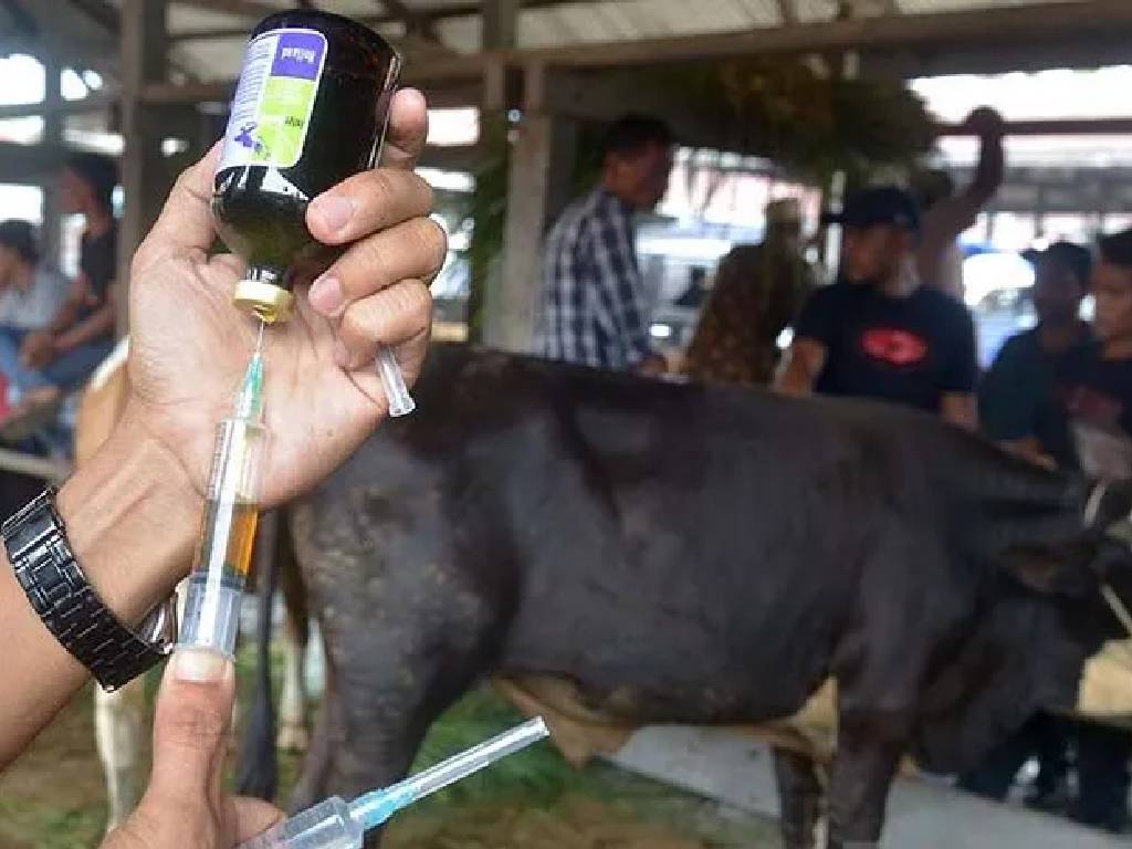 Satu Sapi Kurban di Makassar Terinfeksi PMK