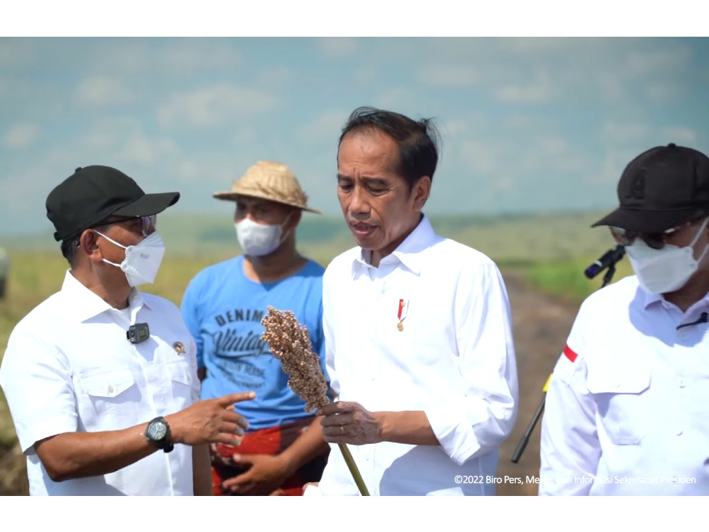 Hadapi Krisis Pangan, Presiden Jokowi Tinjau Lahan Sorgum di NTT