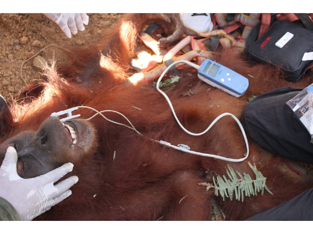 Orang Utan Sumatra Ditemukan dalam Kondisi Kurus di Areal Perkebunan Langkat