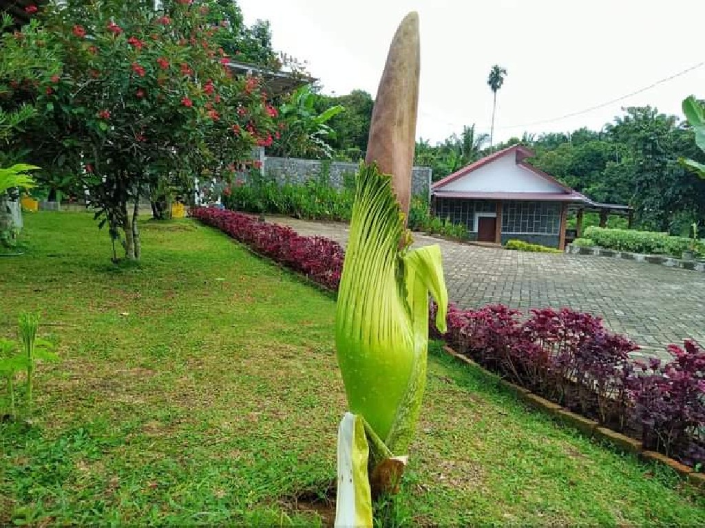 Wagub Ijeck Pamer Bunga Bangkai Setinggi 1,3 Meter di Kebunnya
