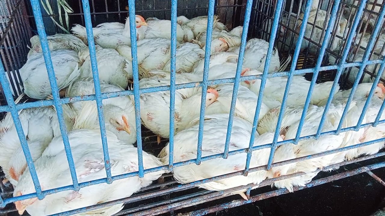 Harga Ayam Potong di Mamuju Sulawesi Barat Naik Drastis, Ini Penyebabnya
