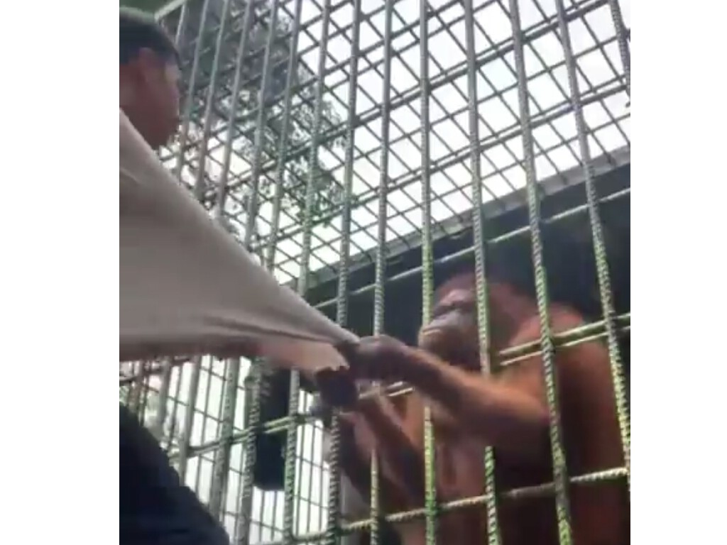 Apes Banget, Pria Mau Bikin Konten Malah Ditarik Orang Utan