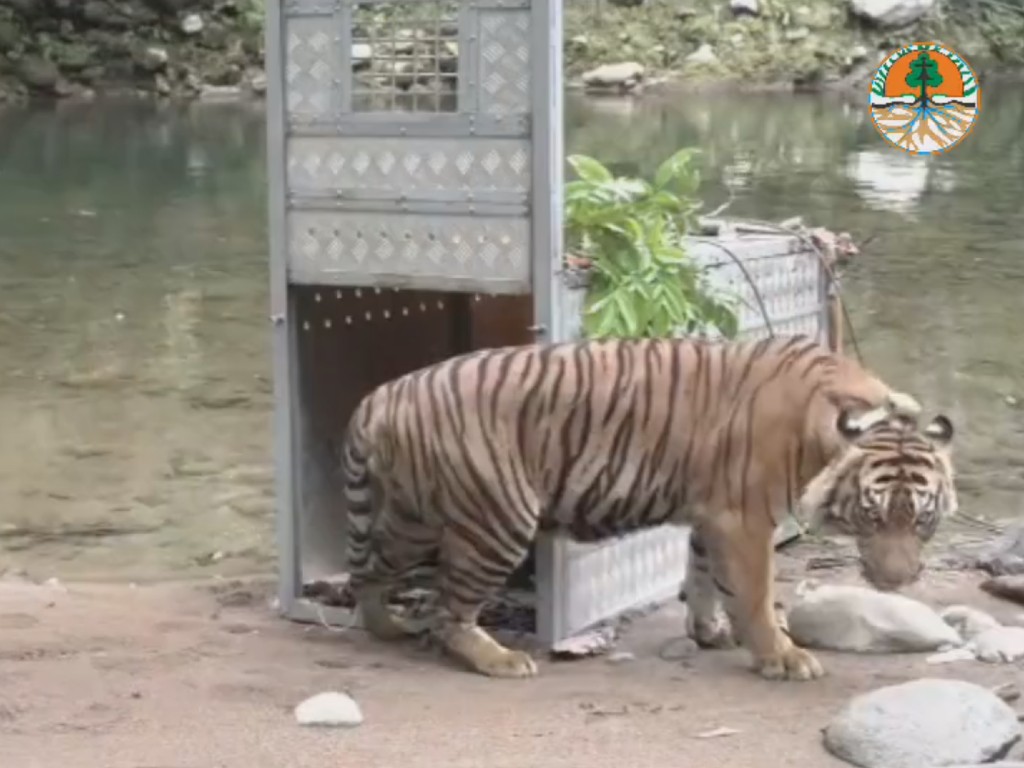 Dua Harimau Sumatra Dilepasliarkan di TN Kerinci Seblat