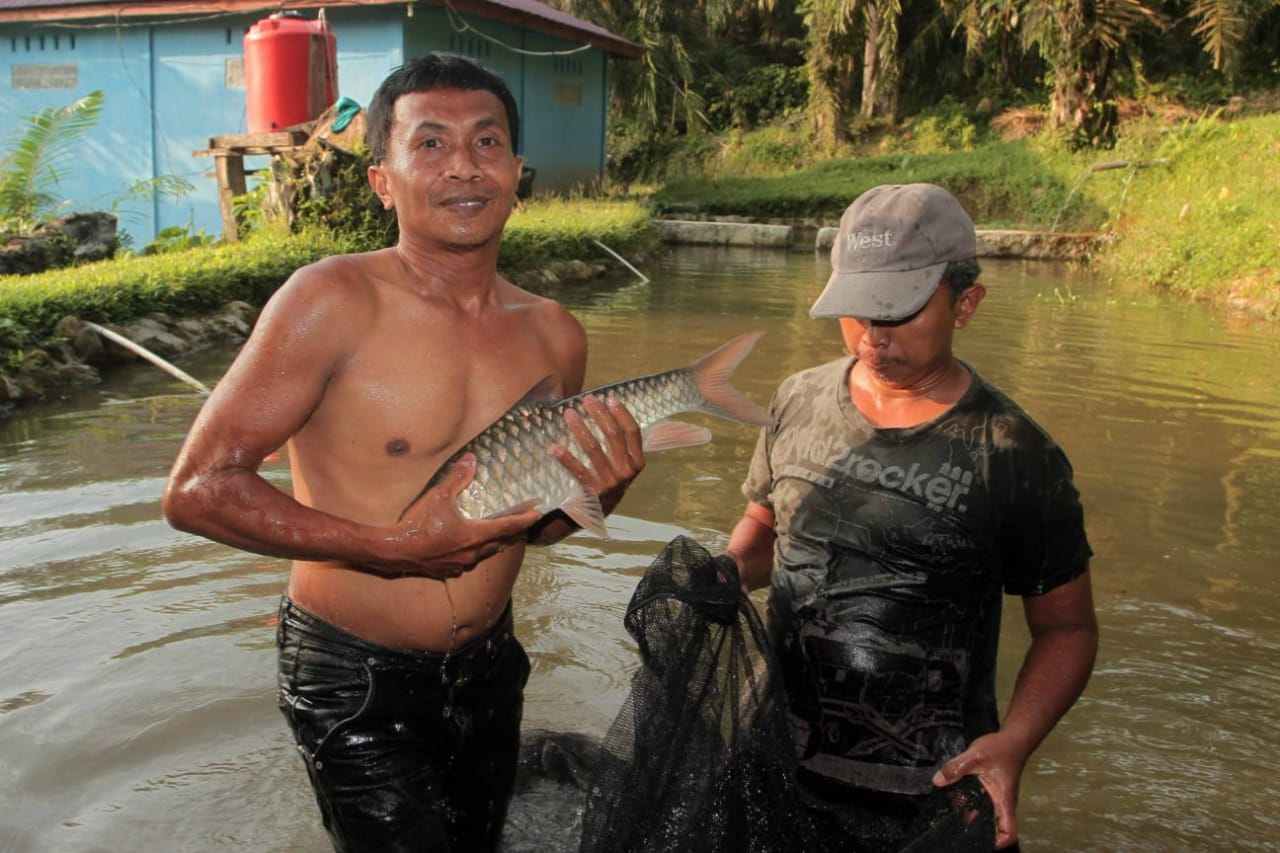 PT Inalum Bawa Ikan Jurung Sungai Asahan Berenang ke Pasar Internasional