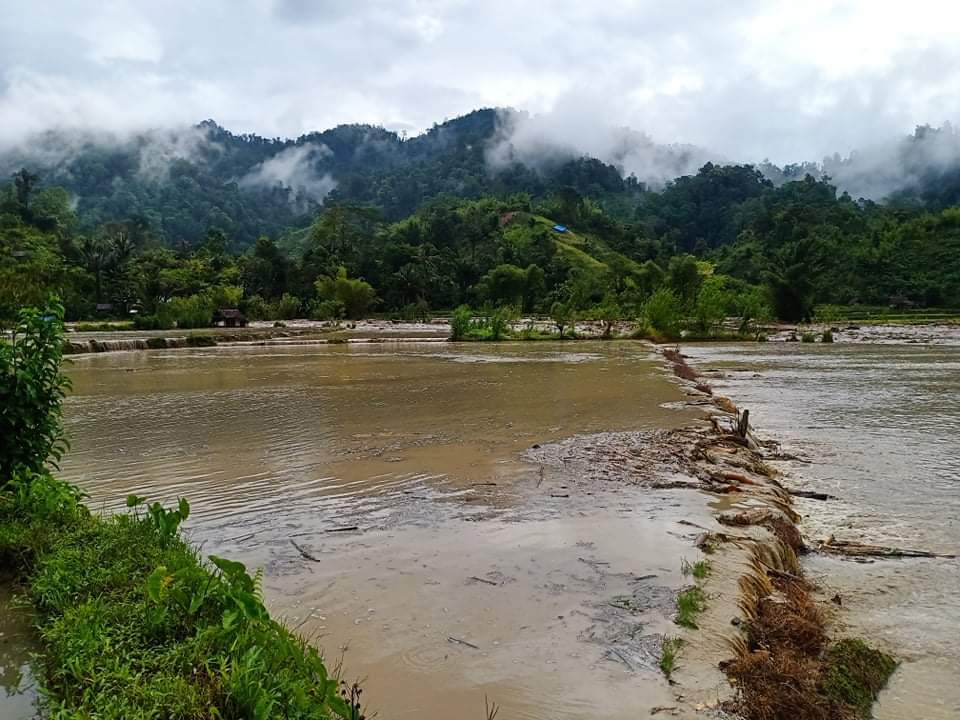 Air Sungai Meluap, Puluhan Hektar Sawah di Pangandaran Mamasa Gagal Panen