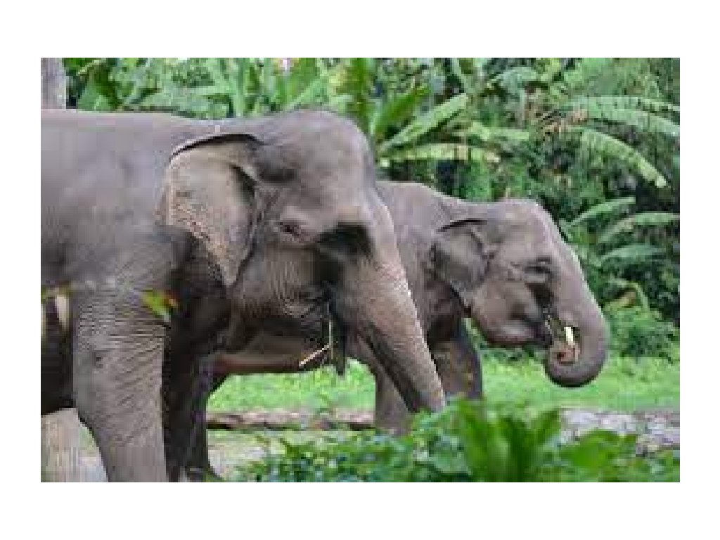 Kawanan Gajah Sumatra Rusak Rumah dan Kebun Warga di Aceh