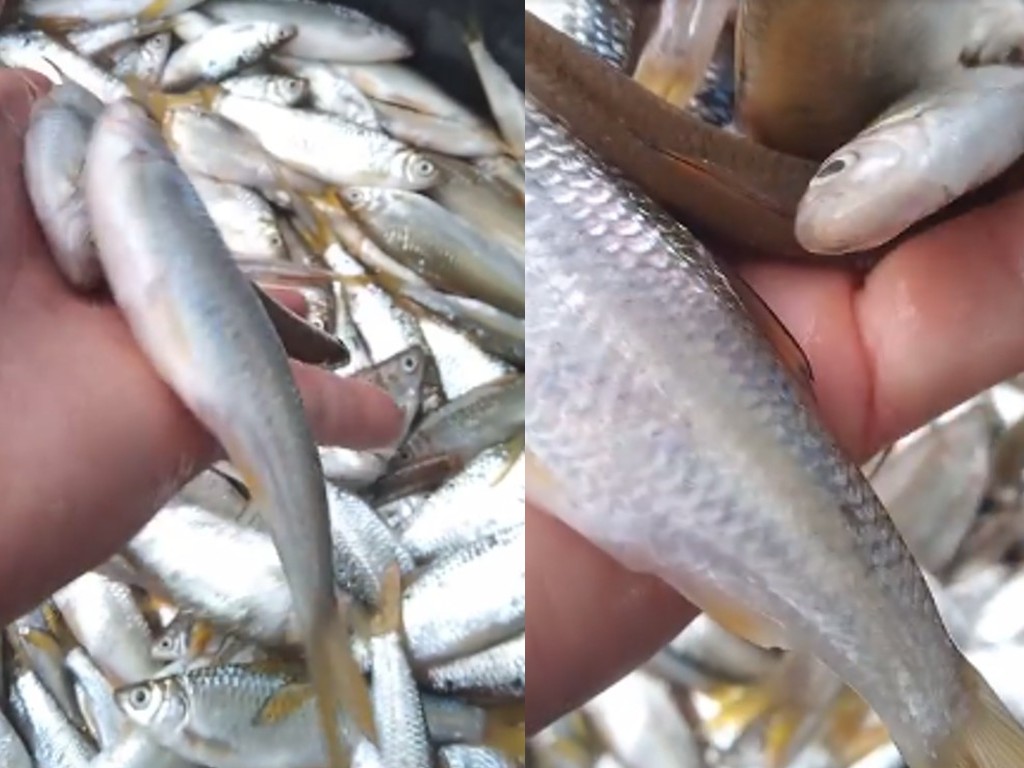 Ikan yang Bibitnya Ditabur Megawati di Danau Toba, Pora-pora Muncul Lagi