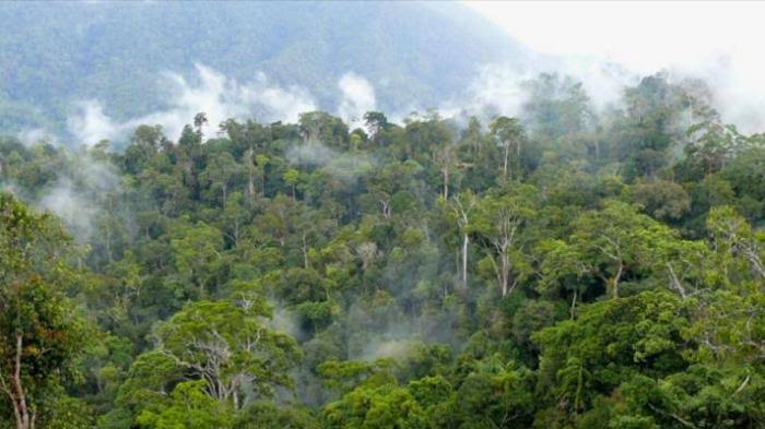 Kejati Sebut, Kasus Penyerobotan Hutan Lindung di Mamuju Masih Bergulir