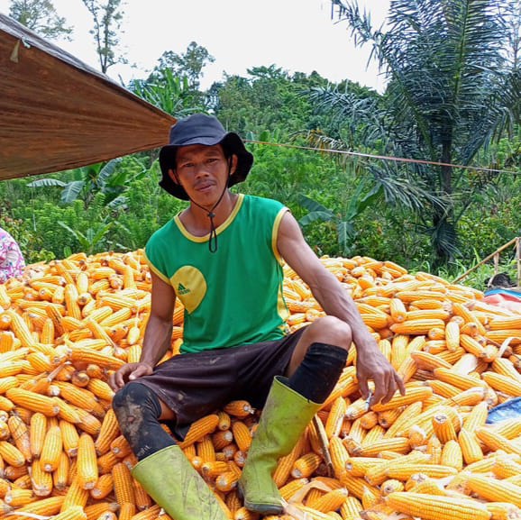 Suka Duka Menjadi Petani Jagung di Mamuju, Sulawesi Barat