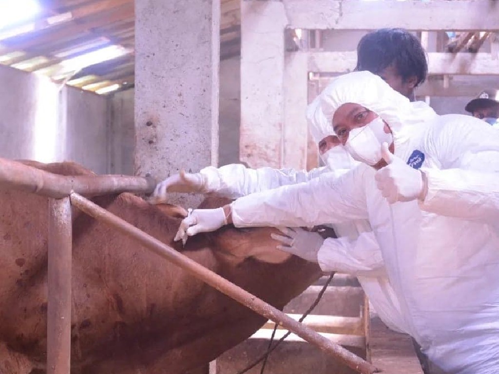 4 Ribuan Hewan Ternak di Dairi Segera Disuntik Vaksin PMK