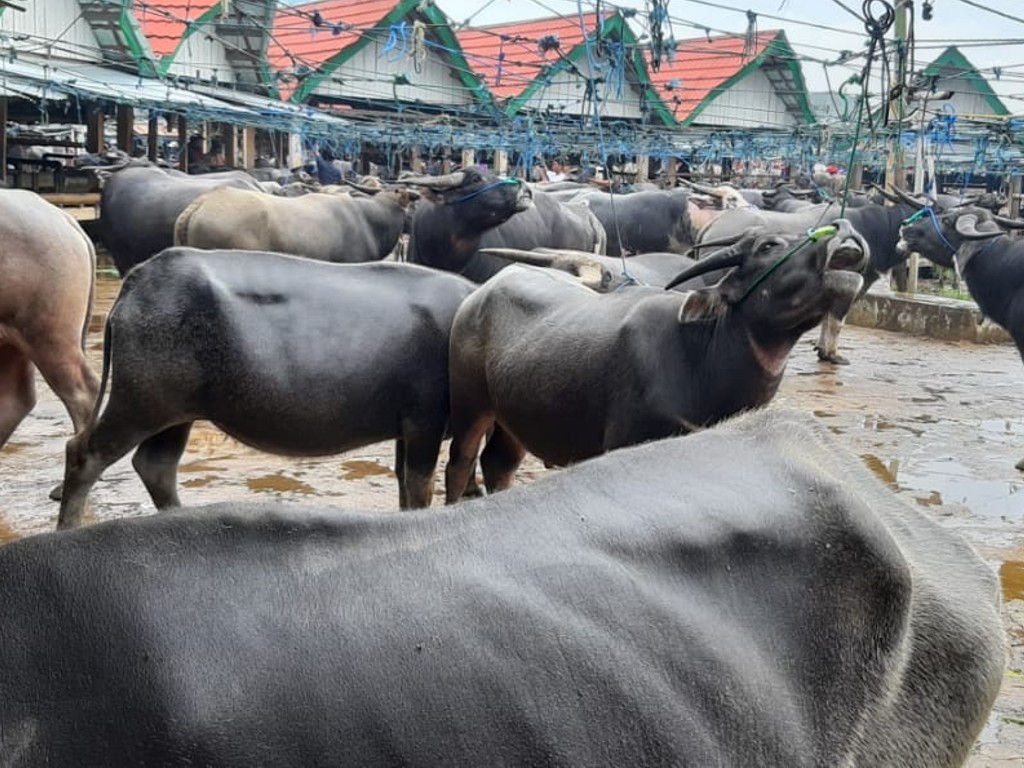 Peternak di Toraja Tidak Setuju Ternaknya Dimusnahkan Akibat Terinfeksi PMK