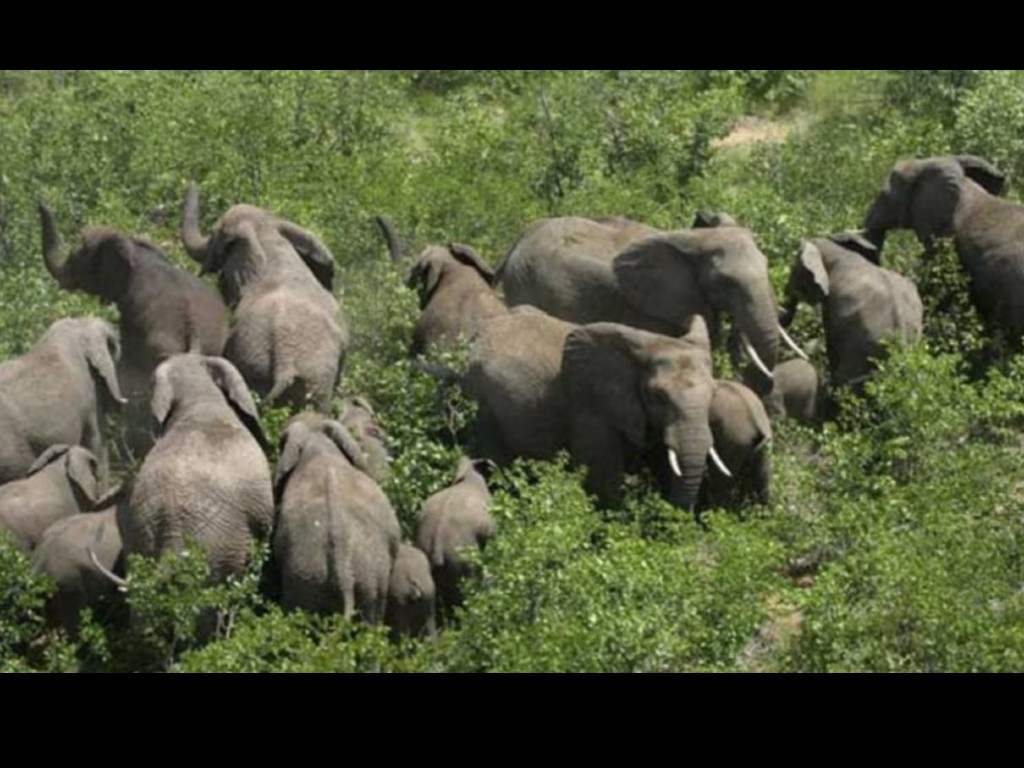 Gajah Liar Merusak Gubuk dan Tanaman Sawit Petani di Aceh Timur
