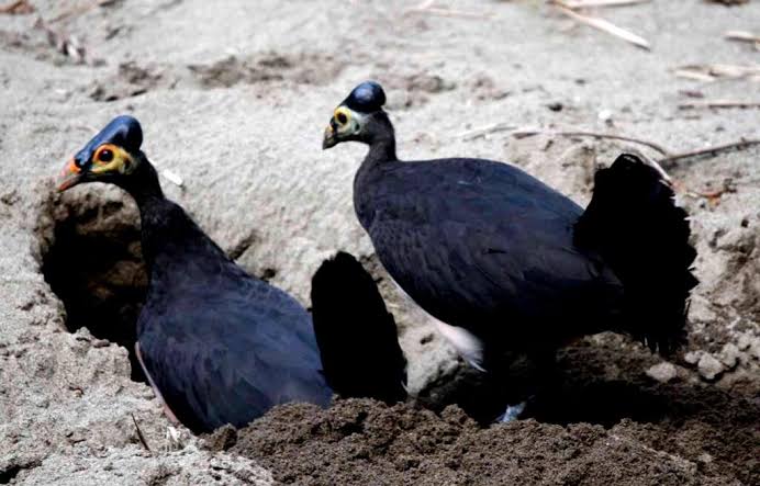 Burung Maleo Terancam Punah di Tengah Pembangunan Objek Wisata