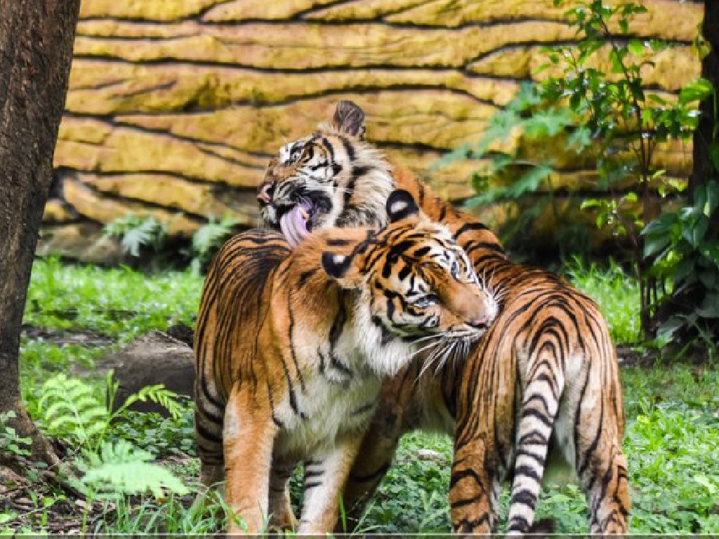 Jumpa dengan Harimau Berjarak 1 Meter, Begini Kondisi Karyawan Kebun di Langkat 