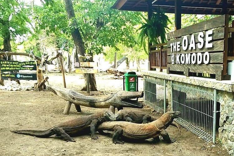 Tarif Masuk Taman Nasional Komodo Hanya Ditunda Tidak Dibatalkan