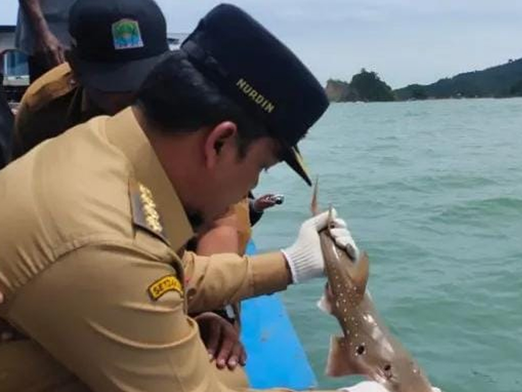 Ajak Jaga Biota Laut, Bupati Aceh Jaya Lepasliarkan Ikan Hiu