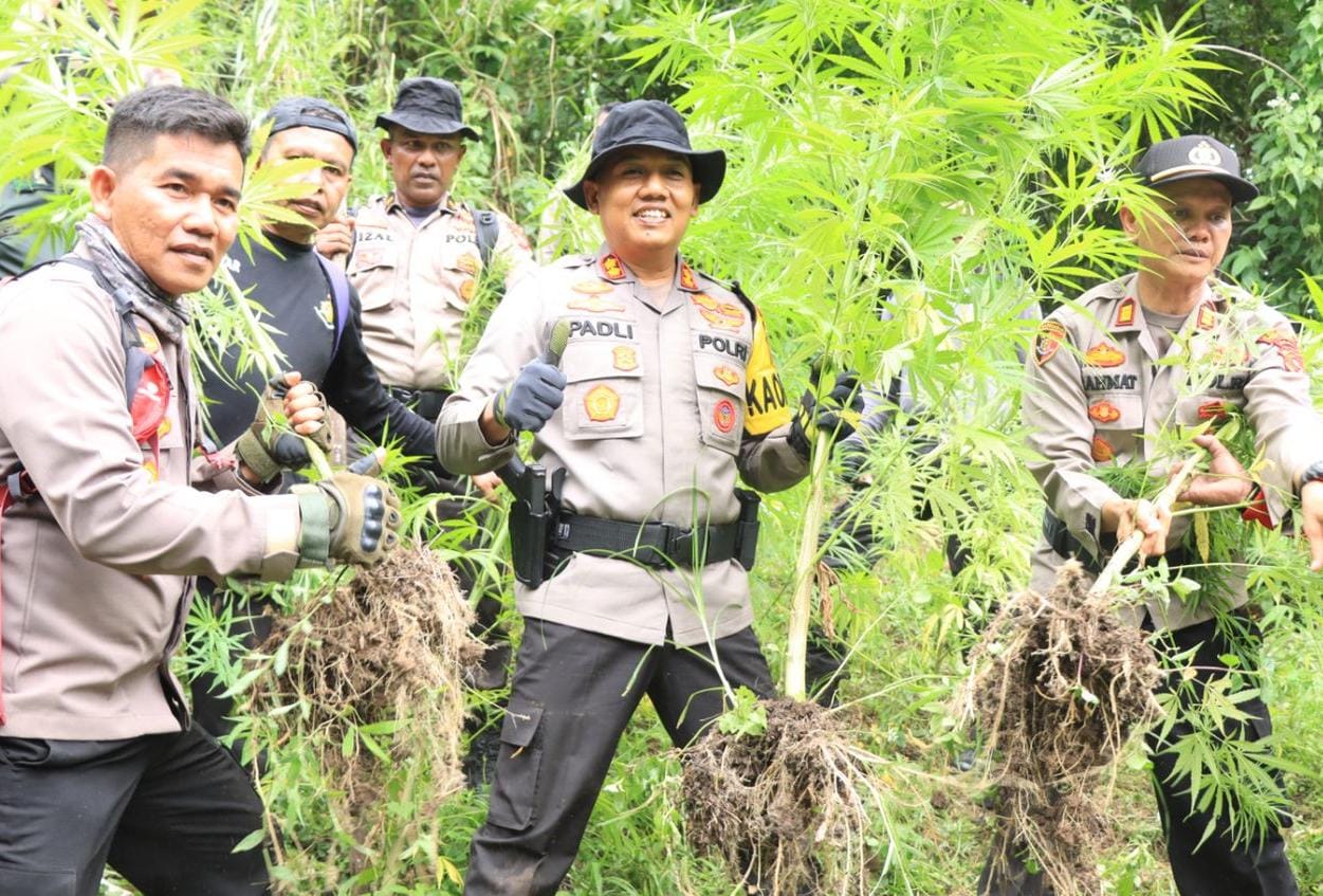 Tim Gabungan Musnahkan Dua Hektare Ladang Ganja di Aceh
