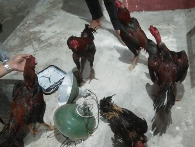 Lima Orang Pelaku Sabung Ayam di Mateng Ditangkap Polisi