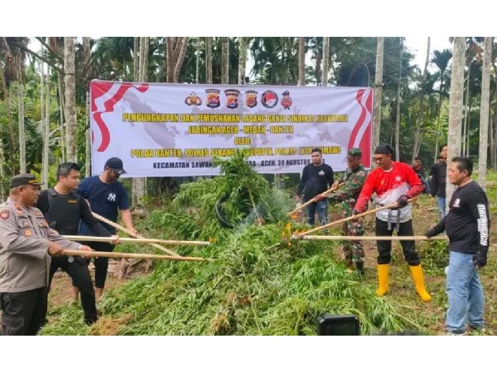 3 Hektare Ladang Ganja Dimusnahkan Tim Gabungan di Aceh
